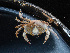  ( - HMSC174-00028)  @11 [ ] by-nc-sa  Unspecified Huntsman Marine Science Centre