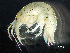  ( - HMSC174-00266)  @11 [ ] by-nc-sa  Unspecified Huntsman Marine Science Centre