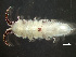  ( - HMSC174-00307)  @11 [ ] by-nc-sa  Unspecified Huntsman Marine Science Centre