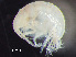  (Proboloides - HMSC174-00364)  @11 [ ] by-nc-sa  Unspecified Huntsman Marine Science Centre
