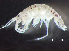  ( - HMSC174-00372)  @11 [ ] by-nc-sa  Unspecified Huntsman Marine Science Centre