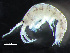  ( - HMSC174-00373)  @11 [ ] by-nc-sa  Unspecified Huntsman Marine Science Centre