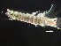  ( - HMSC174-00376)  @11 [ ] CreativeCommons - Attribution Non-Commercial Share-Alike (2023) Unspecified Huntsman Marine Science Centre
