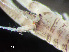  ( - HMSC174-00376)  @11 [ ] CreativeCommons - Attribution Non-Commercial Share-Alike (2023) Unspecified Huntsman Marine Science Centre