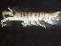  ( - HMSC174-00404)  @11 [ ] by-nc-sa  Unspecified Huntsman Marine Science Centre