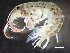 ( - HMSC174-00454)  @11 [ ] CreativeCommons - Attribution Non-Commercial Share-Alike (2023) Unspecified Huntsman Marine Science Centre