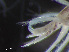  ( - HMSC174-00454)  @11 [ ] CreativeCommons - Attribution Non-Commercial Share-Alike (2023) Unspecified Huntsman Marine Science Centre