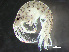  ( - HMSC174-00455)  @11 [ ] by-nc-sa  Unspecified Huntsman Marine Science Centre
