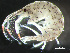  ( - HMSC174-00456)  @11 [ ] by-nc-sa  Unspecified Huntsman Marine Science Centre