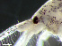  ( - HMSC174-00458)  @11 [ ] by-nc-sa  Unspecified Huntsman Marine Science Centre