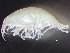  (Metopa leptocarpa - HMSC174-00466)  @11 [ ] by-nc-sa  Unspecified Huntsman Marine Science Centre