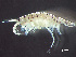  ( - HMSC174-00471)  @11 [ ] by-nc-sa  Unspecified Huntsman Marine Science Centre