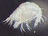  ( - HMSC174-00550)  @11 [ ] by-nc-sa  Unspecified Huntsman Marine Science Centre