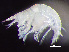  (Hardametopa - HMSC174-00551)  @11 [ ] by-nc-sa  Unspecified Huntsman Marine Science Centre