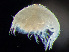  ( - HMSC174-00677)  @11 [ ] by-nc-sa  Unspecified Huntsman Marine Science Centre