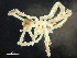  ( - HMSC174-00717)  @11 [ ] CreativeCommons - Attribution Non-Commercial Share-Alike (2023) Unspecified Huntsman Marine Science Centre