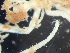  (Nymphon brevirostre - HMSC174-00717)  @11 [ ] CreativeCommons - Attribution Non-Commercial Share-Alike (2023) Unspecified Huntsman Marine Science Centre