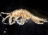  (Unciola irrorata - HMSC174-00897)  @11 [ ] by-nc-sa  Unspecified Huntsman Marine Science Centre