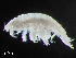  (Harpinia propinqva - HMSC174-00965)  @11 [ ] CreativeCommons - Attribution Non-Commercial Share-Alike (2023) Unspecified Huntsman Marine Science Centre
