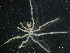  ( - HMSC174-00930)  @11 [ ] CreativeCommons - Attribution Non-Commercial Share-Alike (2023) Unspecified Huntsman Marine Science Centre