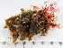  ( - HMSC174-01631)  @11 [ ] by-nc-sa  Unspecified Huntsman Marine Science Centre