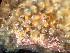  ( - HMSC174-01631)  @11 [ ] by-nc-sa  Unspecified Huntsman Marine Science Centre