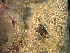  ( - HMSC174-01631)  @11 [ ] by-nc-sa  Unspecified Huntsman Marine Science Centre