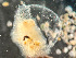  ( - HMSC174-03551)  @11 [ ] by-nc-sa  Unspecified Huntsman Marine Science Centre