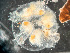  ( - HMSC174-03551)  @11 [ ] by-nc-sa  Unspecified Huntsman Marine Science Centre