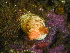  ( - HMSC174-00192)  @11 [ ] CreativeCommons - Attribution Non-Commercial Share-Alike (2023) Unspecified Huntsman Marine Science Centre