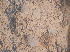  ( - Quoddy 219)  @11 [ ] CreativeCommons - Attribution Share-Alike  Unspecified Huntsman Marine Science Centre