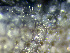  ( - HMSC174_00999)  @11 [ ] by-nc-sa  Unspecified Huntsman Marine Science Centre