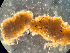  ( - HMSC174-01628)  @11 [ ] by-nc-sa  Unspecified Huntsman Marine Science Centre