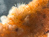  ( - HMSC174-01628)  @11 [ ] by-nc-sa  Unspecified Huntsman Marine Science Centre