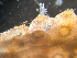  (Cryptosula pallasiana - HMSC174-01629)  @11 [ ] by-nc-sa  Unspecified Huntsman Marine Science Centre