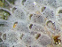  ( - HMSC174-01639B)  @11 [ ] CreativeCommons - Attribution Non-Commercial Share-Alike (2024) Unspecified Huntsman Marine Science Centre
