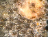  (Fenestrulinidae - HMSC174-01645)  @11 [ ] by-nc-sa  Unspecified Huntsman Marine Science Centre