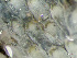  ( - HMSC174-01645)  @11 [ ] by-nc-sa  Unspecified Huntsman Marine Science Centre