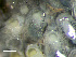  ( - HMSC174-01645)  @11 [ ] by-nc-sa  Unspecified Huntsman Marine Science Centre