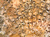  ( - HMSC174-01650)  @11 [ ] by-nc-sa  Unspecified Huntsman Marine Science Centre