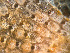  ( - HMSC174-01650)  @11 [ ] by-nc-sa  Unspecified Huntsman Marine Science Centre