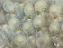  ( - HMSC174-01650)  @11 [ ] by-nc-sa  Unspecified Huntsman Marine Science Centre