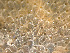  ( - HMSC174-01650)  @11 [ ] by-nc-sa  Unspecified Huntsman Marine Science Centre