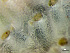  ( - HMSC174-01650)  @11 [ ] by-nc-sa  Unspecified Huntsman Marine Science Centre