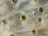  ( - HMSC174-01650)  @11 [ ] by-nc-sa  Unspecified Huntsman Marine Science Centre