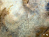  ( - HMSC174-01650)  @11 [ ] by-nc-sa  Unspecified Huntsman Marine Science Centre