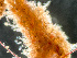  (Callopora - HMSC174-01653)  @11 [ ] by-nc-sa  Unspecified Huntsman Marine Science Centre