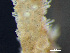  ( - HMSC174-01653)  @11 [ ] by-nc-sa  Unspecified Huntsman Marine Science Centre