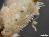  ( - HMSC174-01653)  @11 [ ] by-nc-sa  Unspecified Huntsman Marine Science Centre