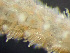  ( - HMSC174-01653)  @11 [ ] by-nc-sa  Unspecified Huntsman Marine Science Centre